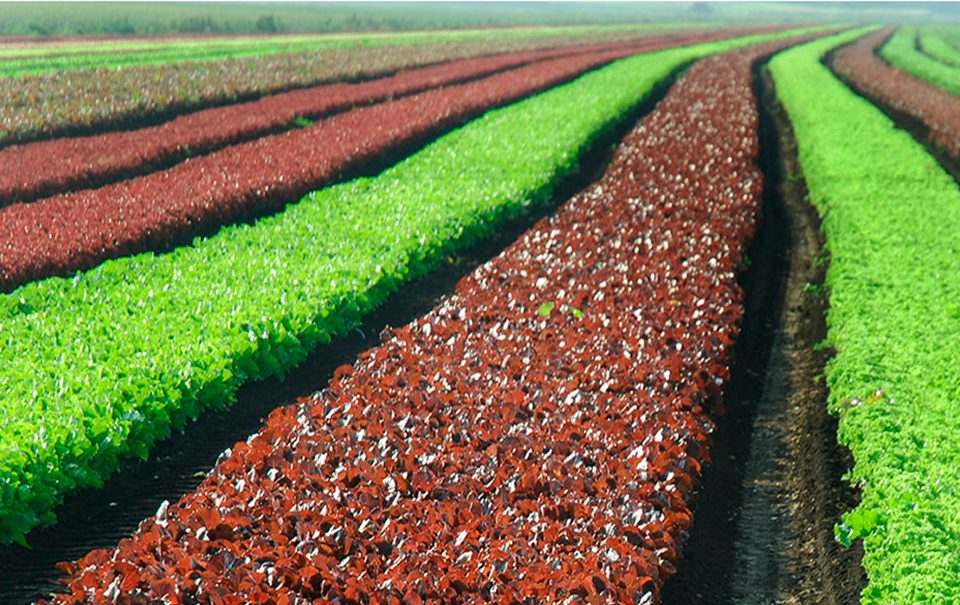 Biagro