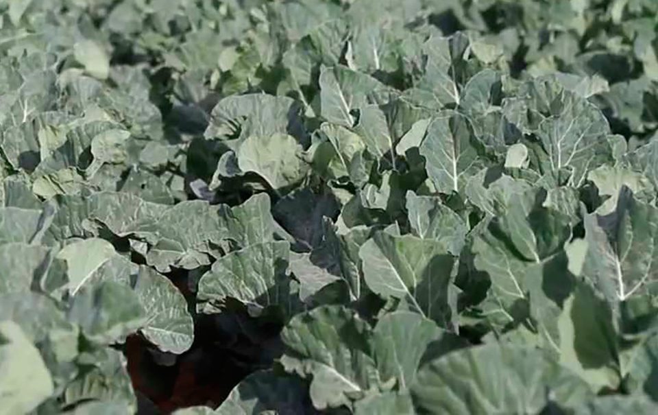 Fertinagro