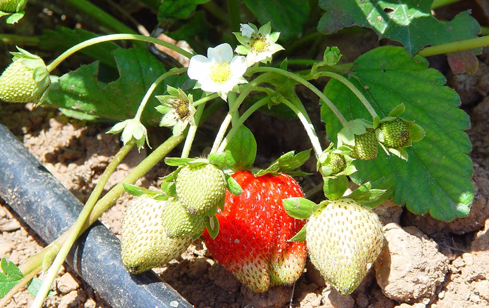 Legislacion fertilizantes