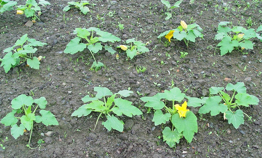 Mesa Sectorial de Sanidad Vegetal