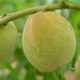 Smartfruit 2