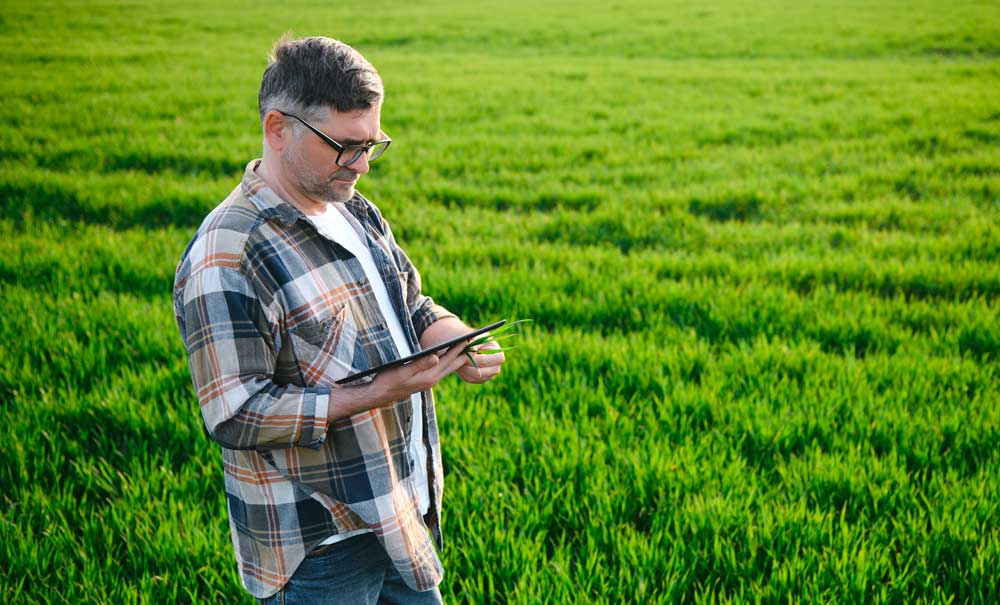 Agricultor analizando un cultivo de trigo