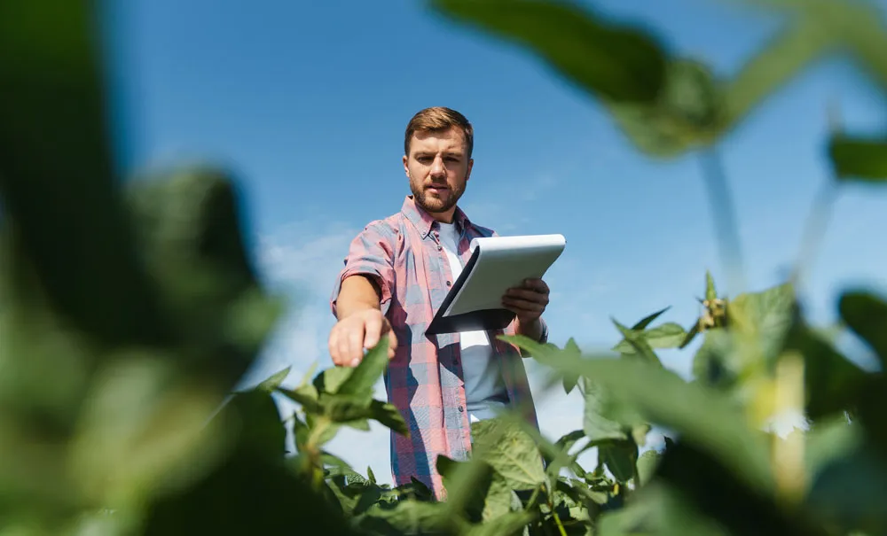 Agrónomo controlando un cultivo en campo