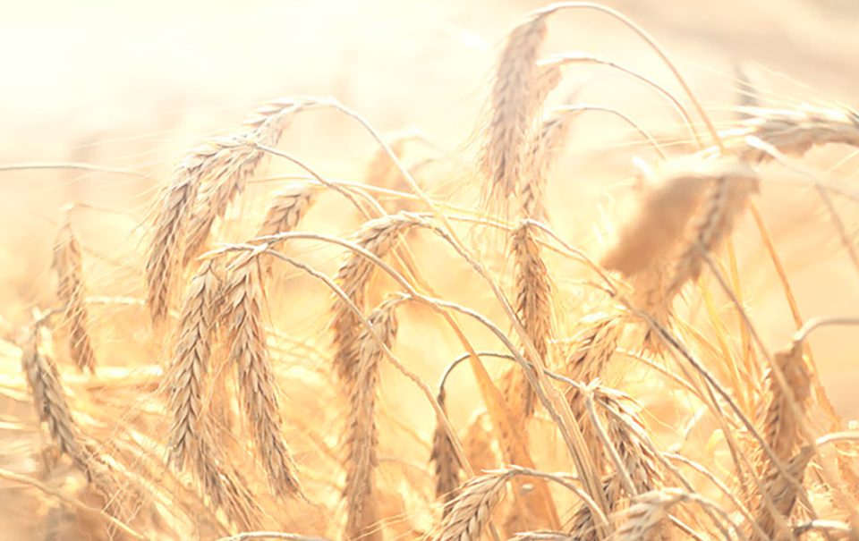 Agroquimicos y nutrientes