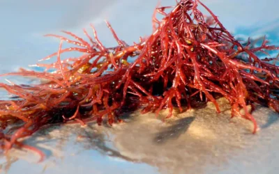 Las algas rojas en la bioestimulación agrícola