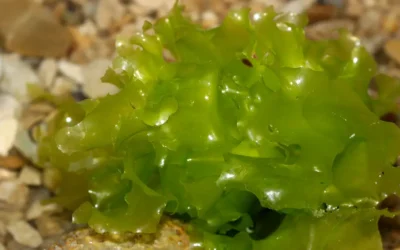 Las algas verdes en la bioestimulación agrícola