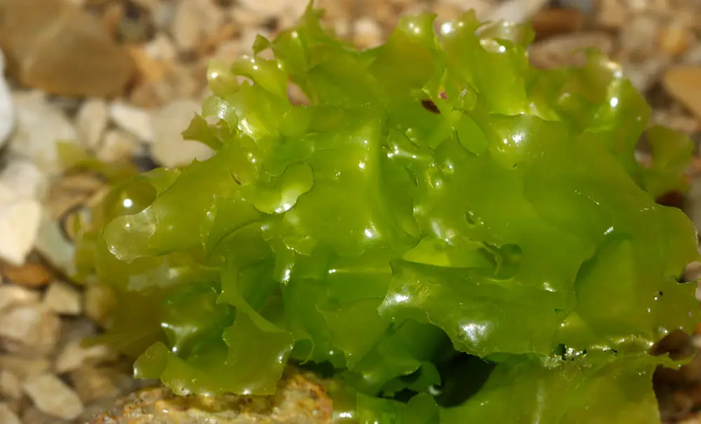 Ulva lactuca
