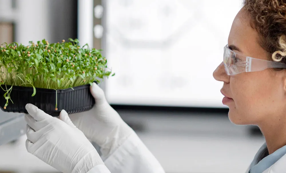 Análisis de plantas con bioestimulantes en laboratorio