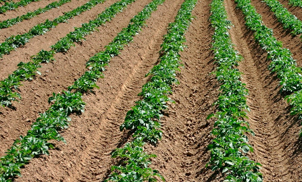 Análisis de suelo para cultivos agrícolas