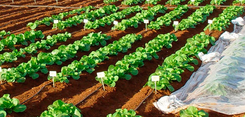 Bioestimulantes agricolas Aefa