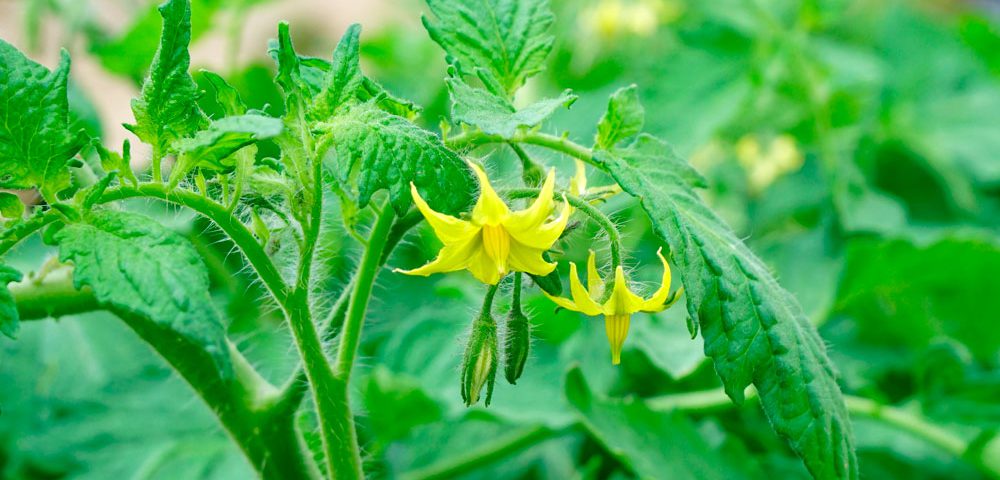Bioestimulantes para floración de tomateras