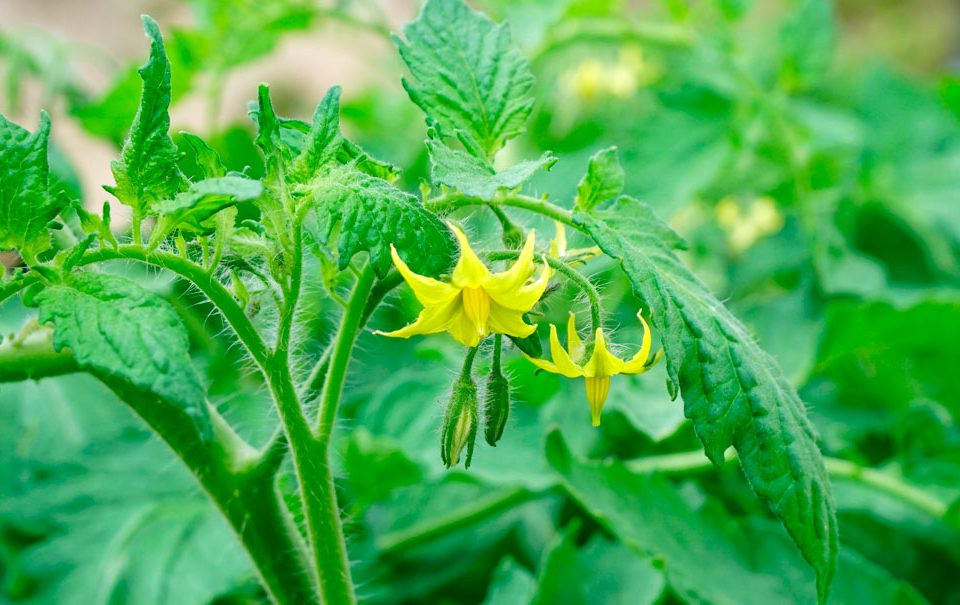 Bioestimulantes para floración de tomateras