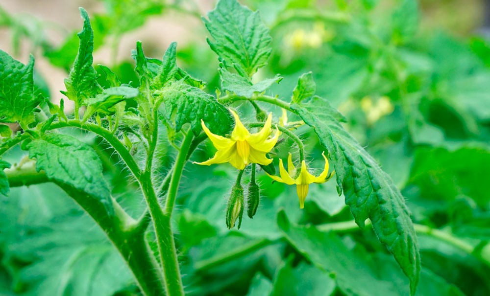 Bioestimulantes para floración de tomateras