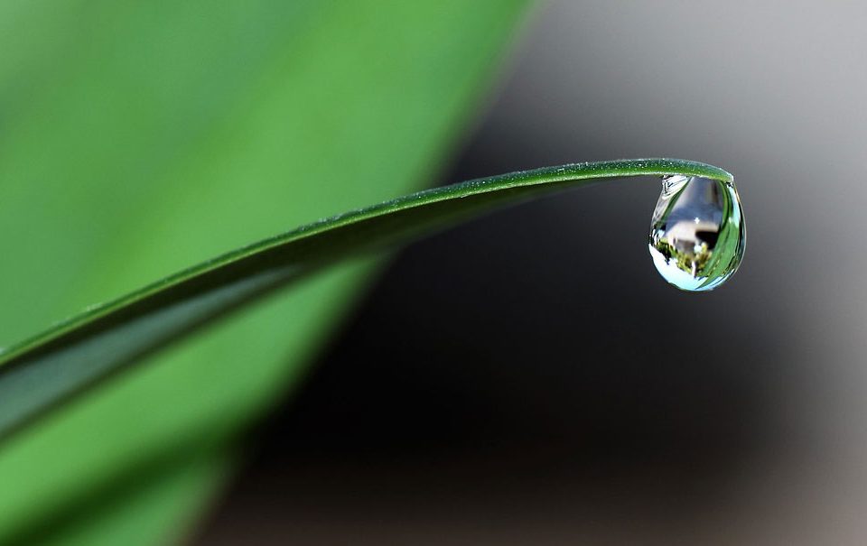 Mecanismos de acción de los bioestimulantes para la producción vegetal