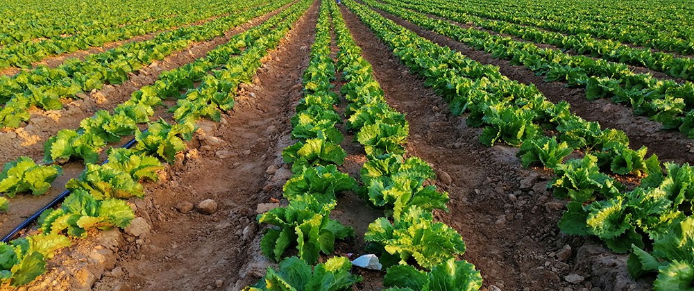 La agricultura intensiva y los bioestimulantes