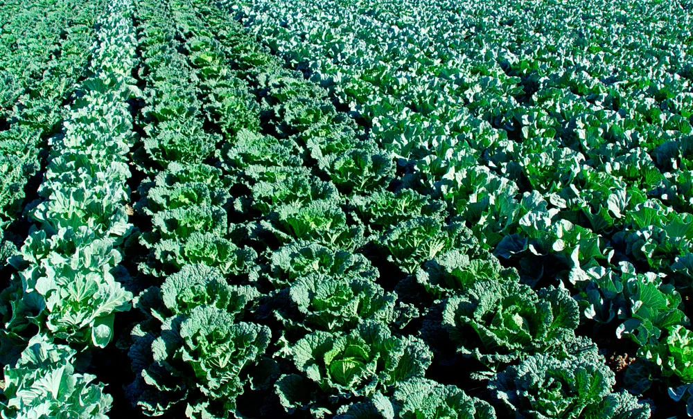 Campo de coliflores