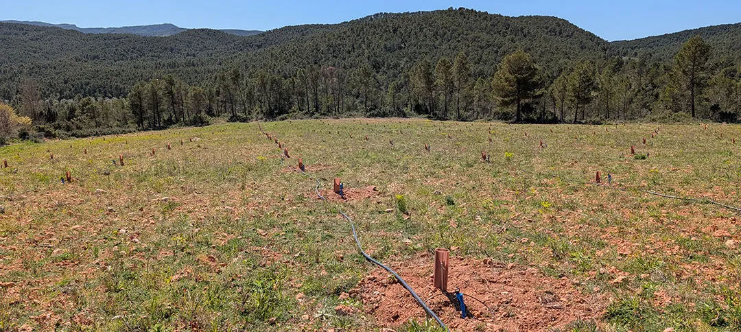 Campo de plantas truferas en Diversia Campo de plantas truferas en Diversia