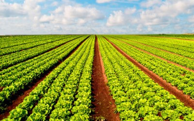La agricultura sostenible en España