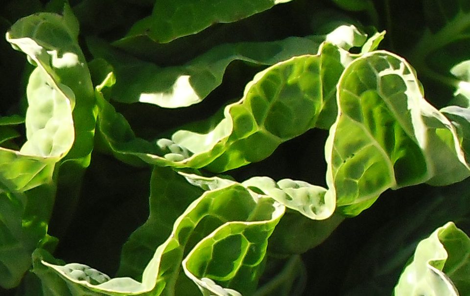 Gluconato de cobre
