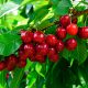 Cerezas maduras