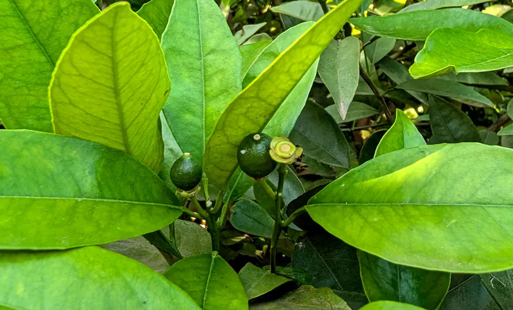 Clorosis en hojas de mandarino con frutos cuajados