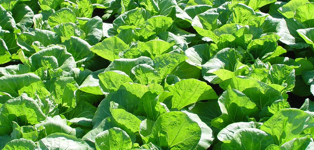 Comision fertilizantes
