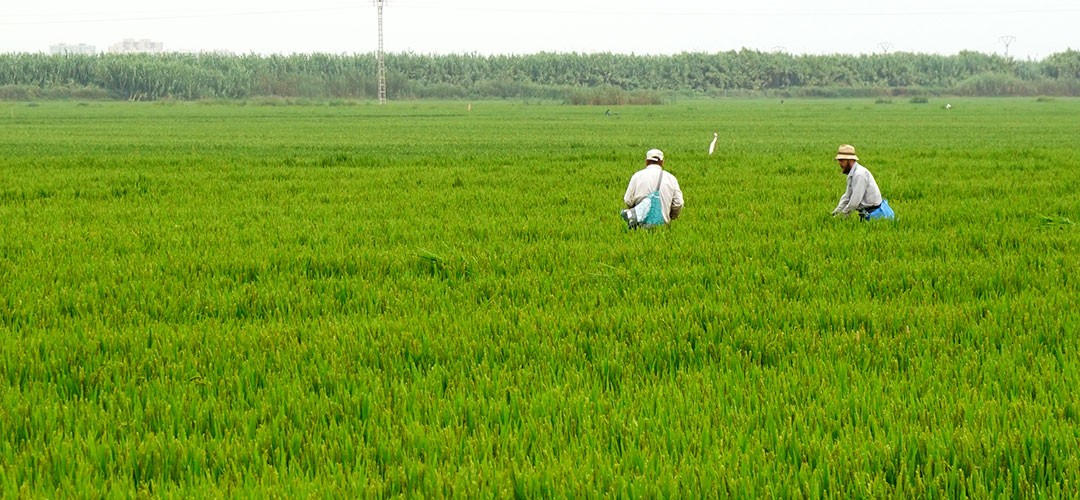 Cultivo de arroz en la Albufera de Valencia