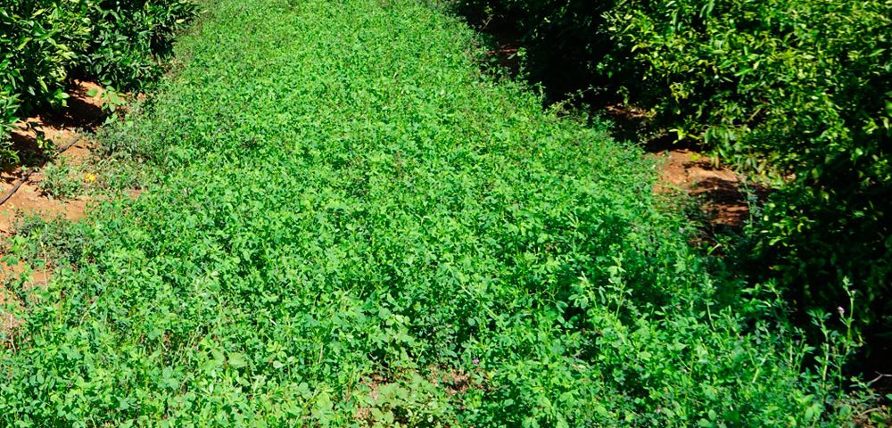 Cultivo de cítricos ecológicos