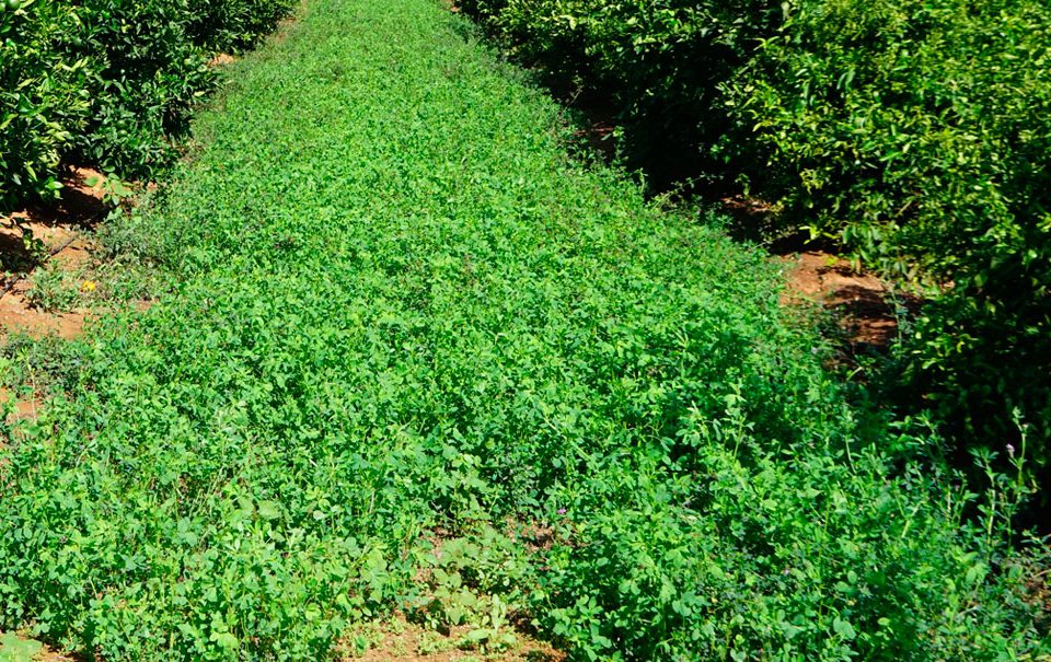 Cultivo de cítricos ecológicos