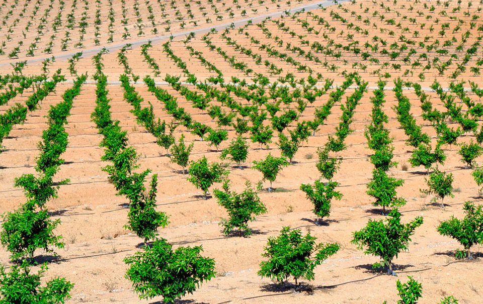 Cultivo de cítricos en fertirrigación