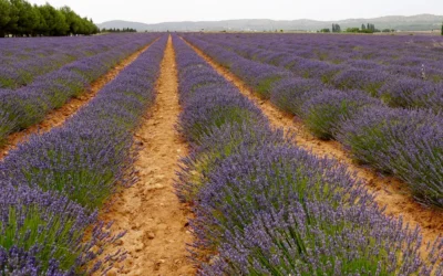 El sector agrícola de las plantas aromáticas en España