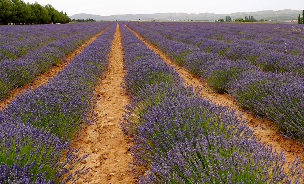El sector agrícola de las plantas aromáticas en España