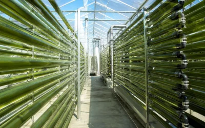 Microalgas, sus usos y propiedades agronómicas