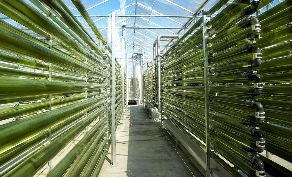 Microalgas, sus usos y propiedades agronómicas