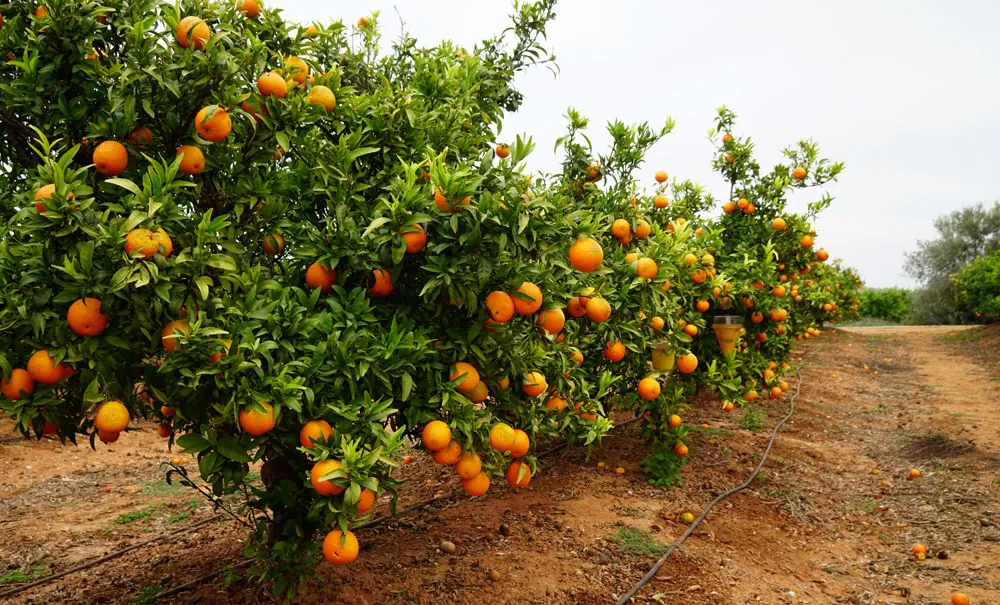 Cultivo de naranjo con estrés térmico