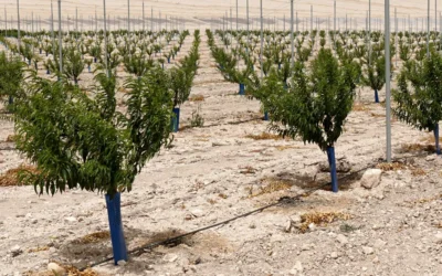 Macroelementos en la nutrición vegetal