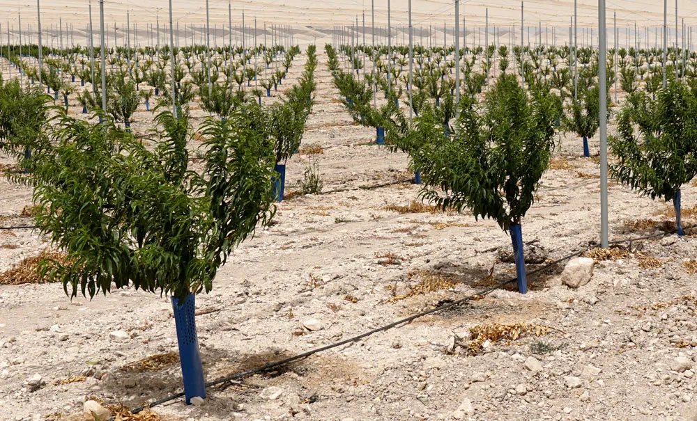 Cultivo de nectarina bajo malla