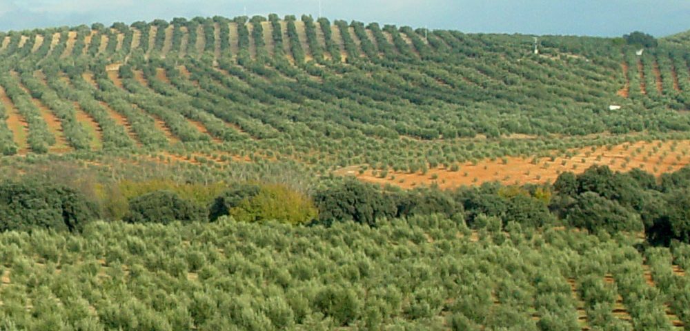 AEFA en una agricultura de futuro