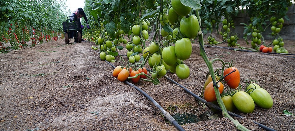 Cultivo de tomate mediante biofertilización