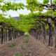 Cultivo de uva en parral en la Región de Murcia