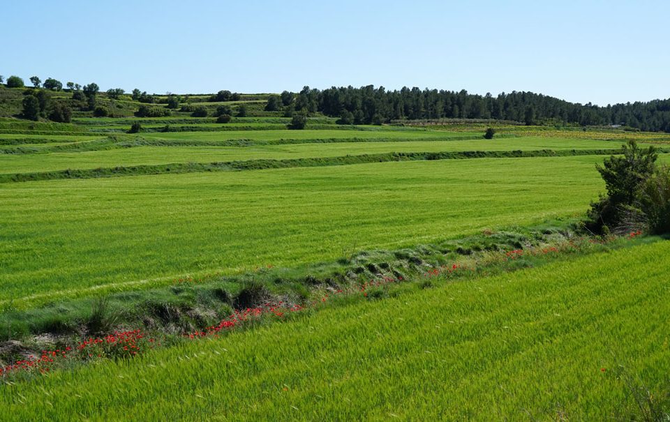 Fertilizantes que aumentan la producción sin riesgos