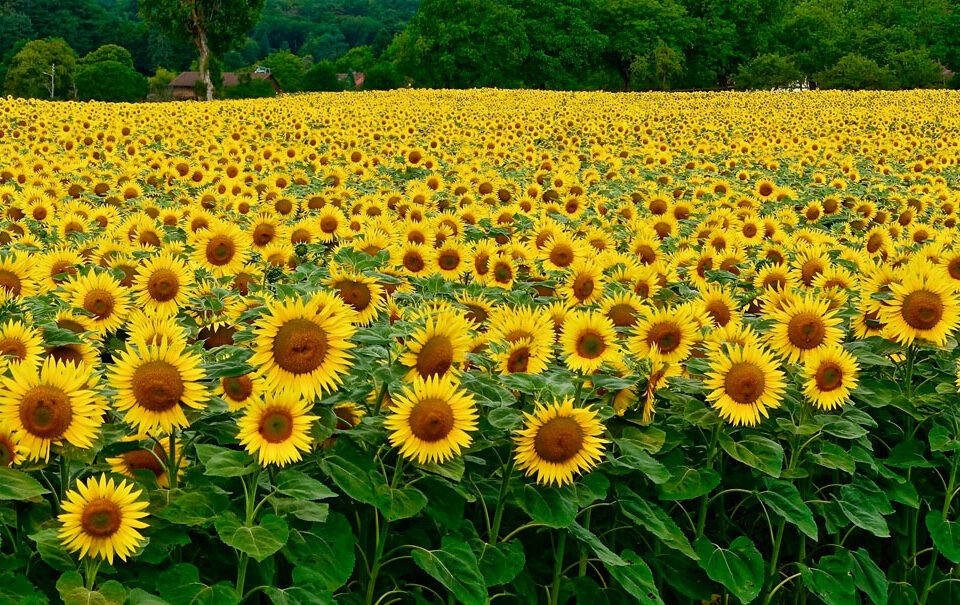 Cultivo del girasol