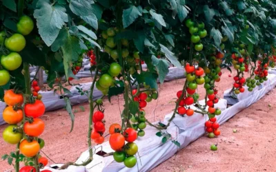 La fibra de coco en sustratos y cultivos hidropónicos