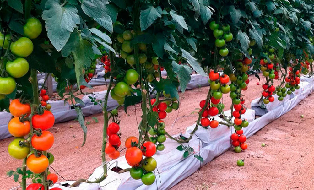 La fibra de coco en sustratos y cultivos hidropónicos