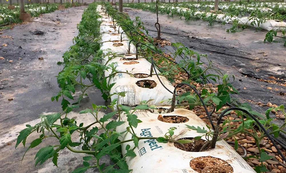 La perlita en la formulación de sustratos y cultivos sin suelo