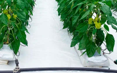 Lana de roca para agricultura