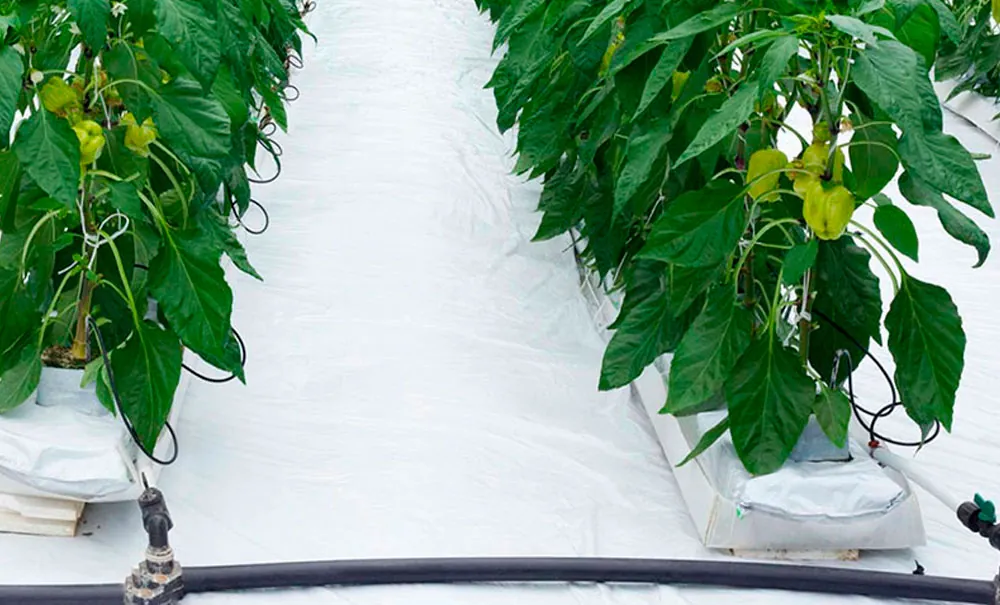 Lana de roca para agricultura