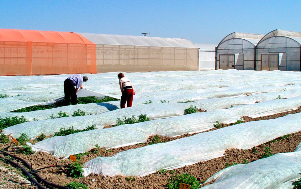 Cultivos en Murcia bajo malla