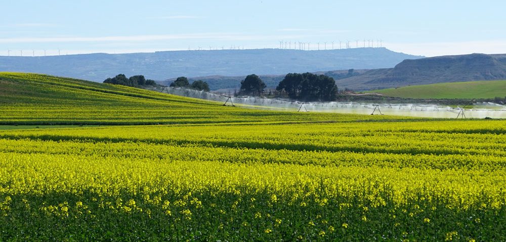 Los cultivos herbáceos y los bioestimulantes agrícolas