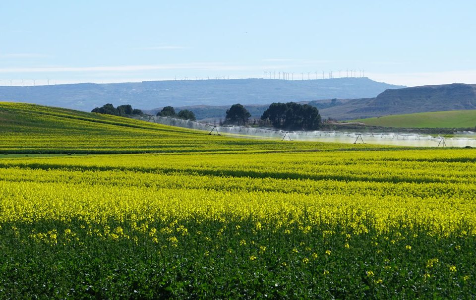 Los cultivos herbáceos y los bioestimulantes agrícolas